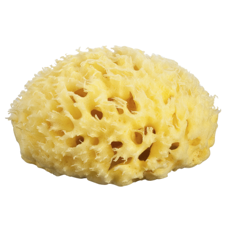 EPONGE DE MER